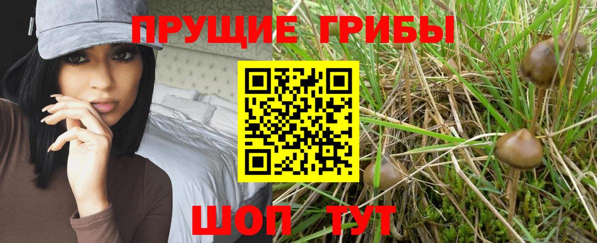 Унеча  Галлюциногенные грибы Psilocybine cubensis  Вход с VPN 